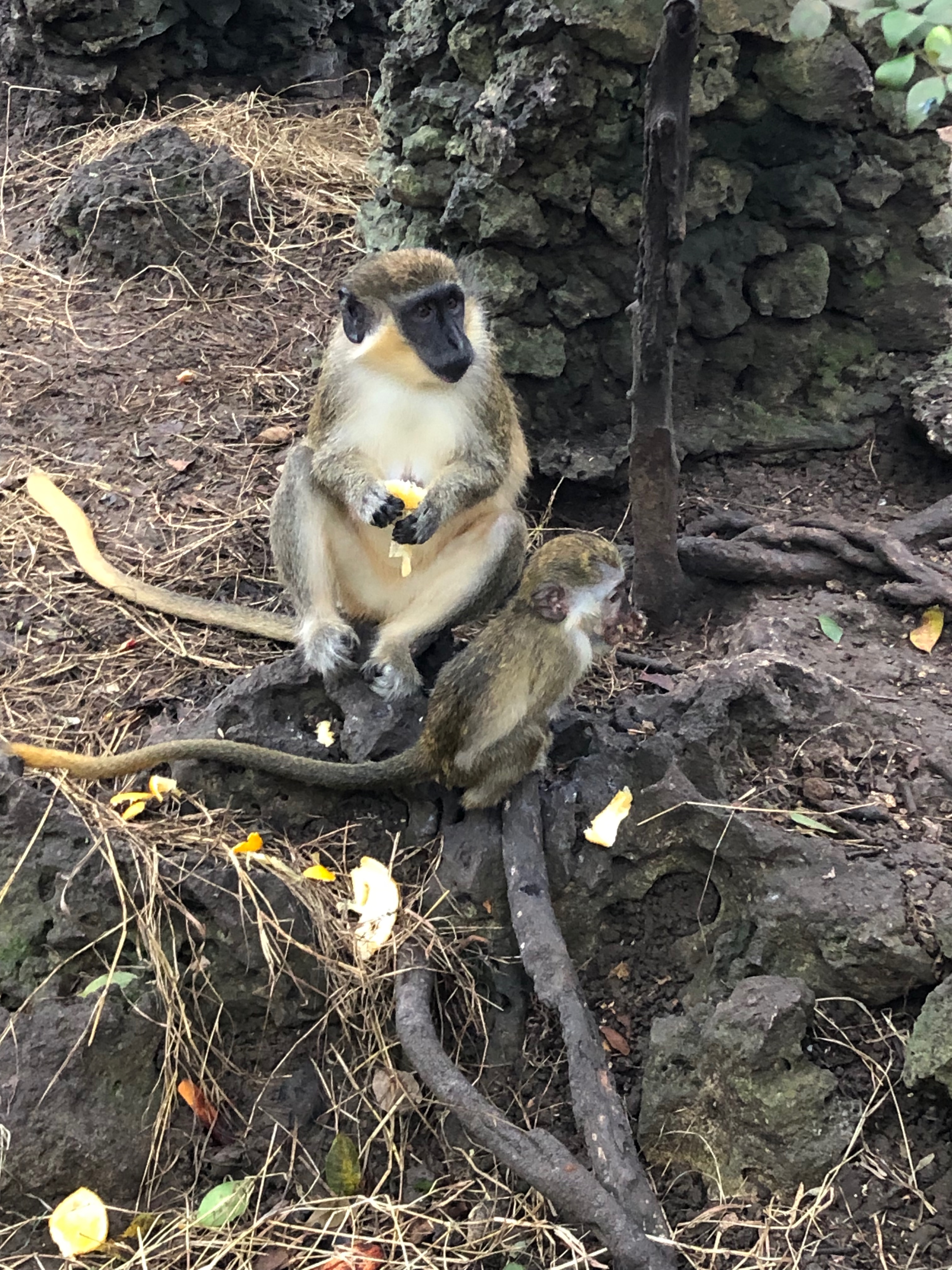 wild_life_reserve_monkey