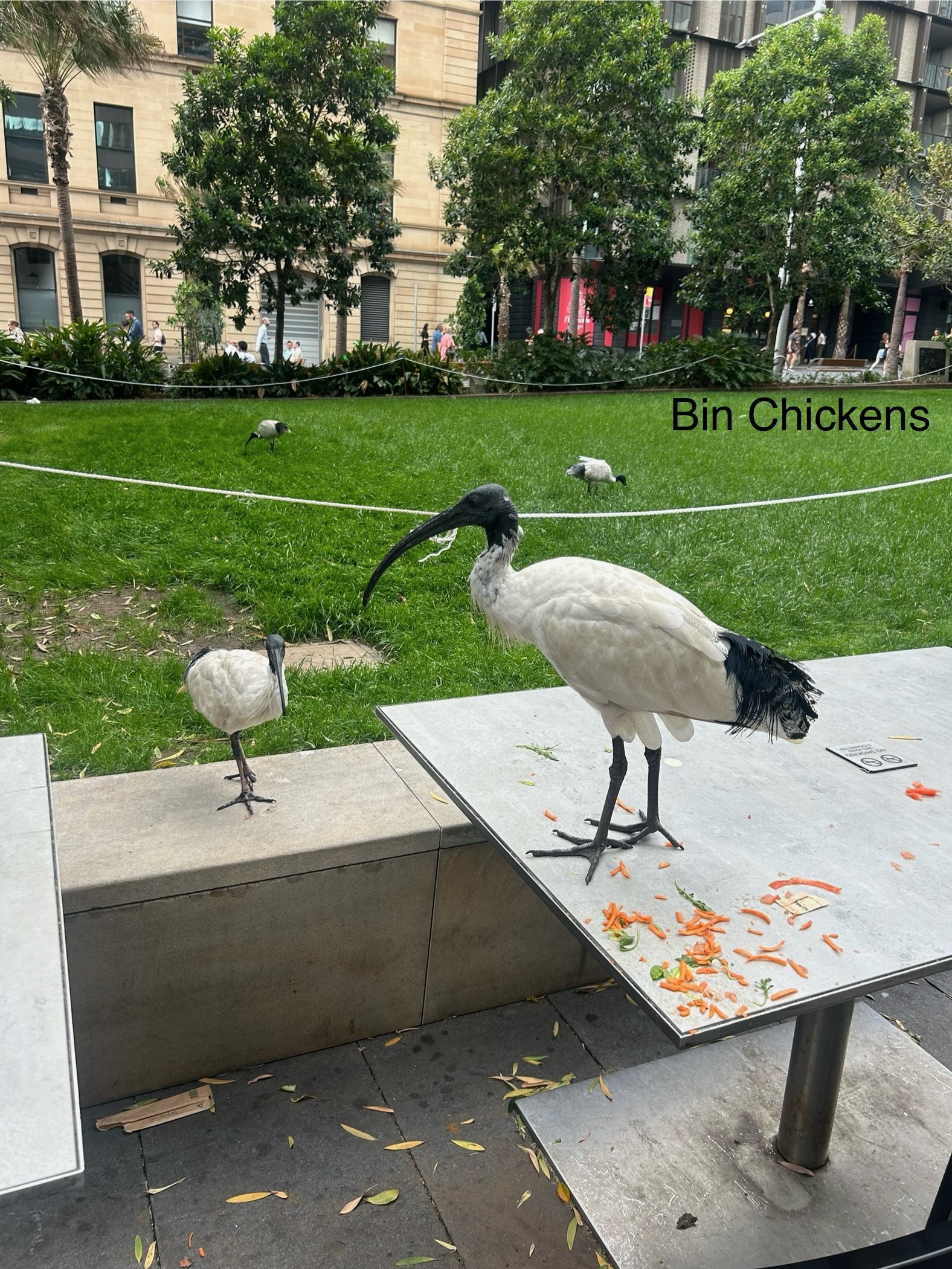 binchicken