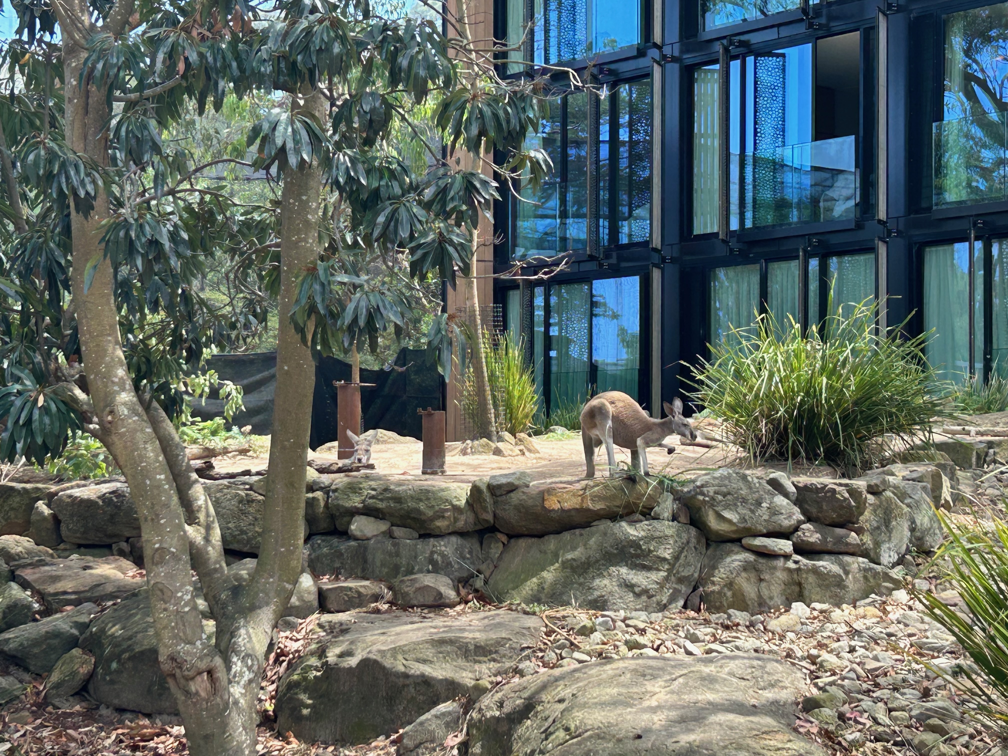 happy_roo