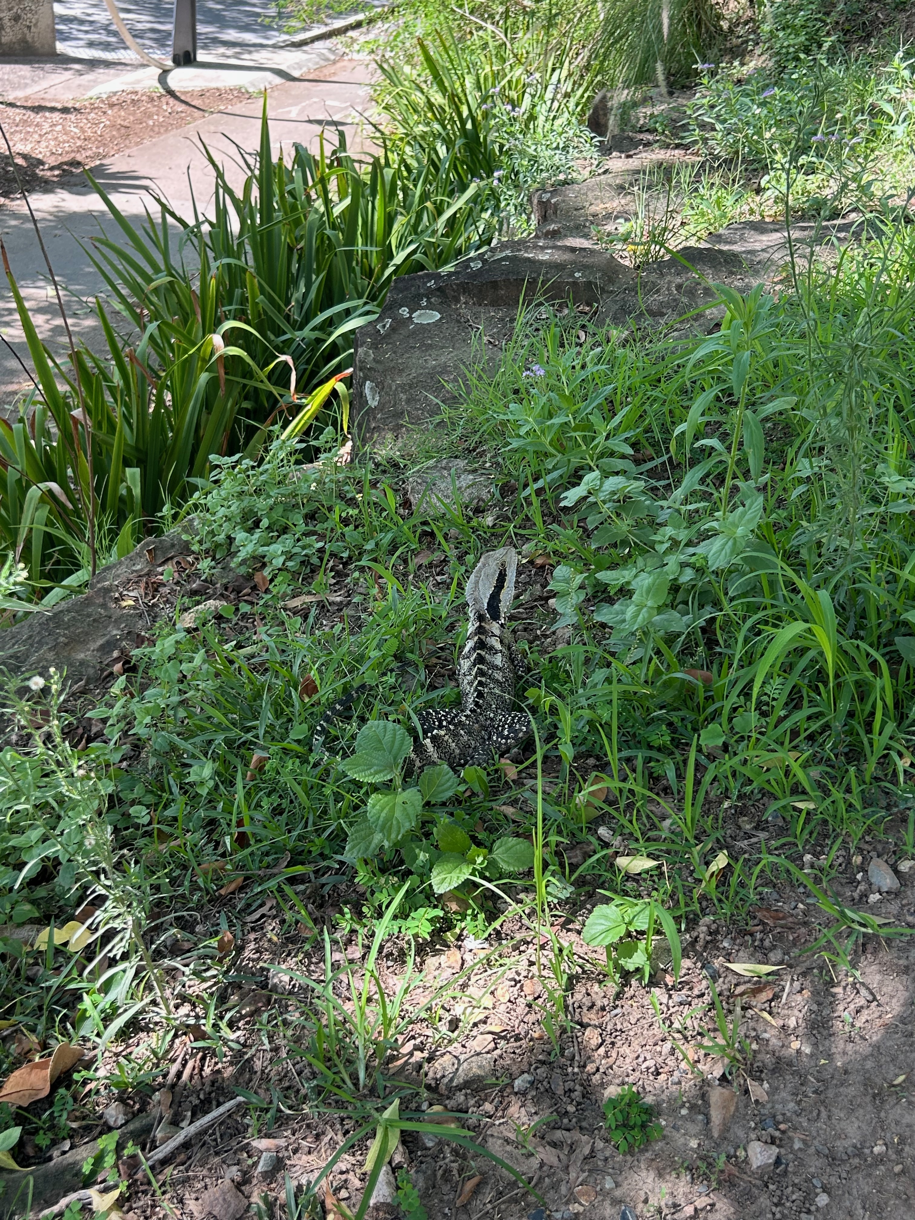 lizard