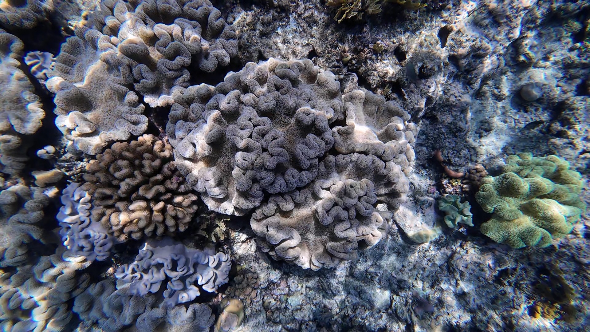 reef_brain