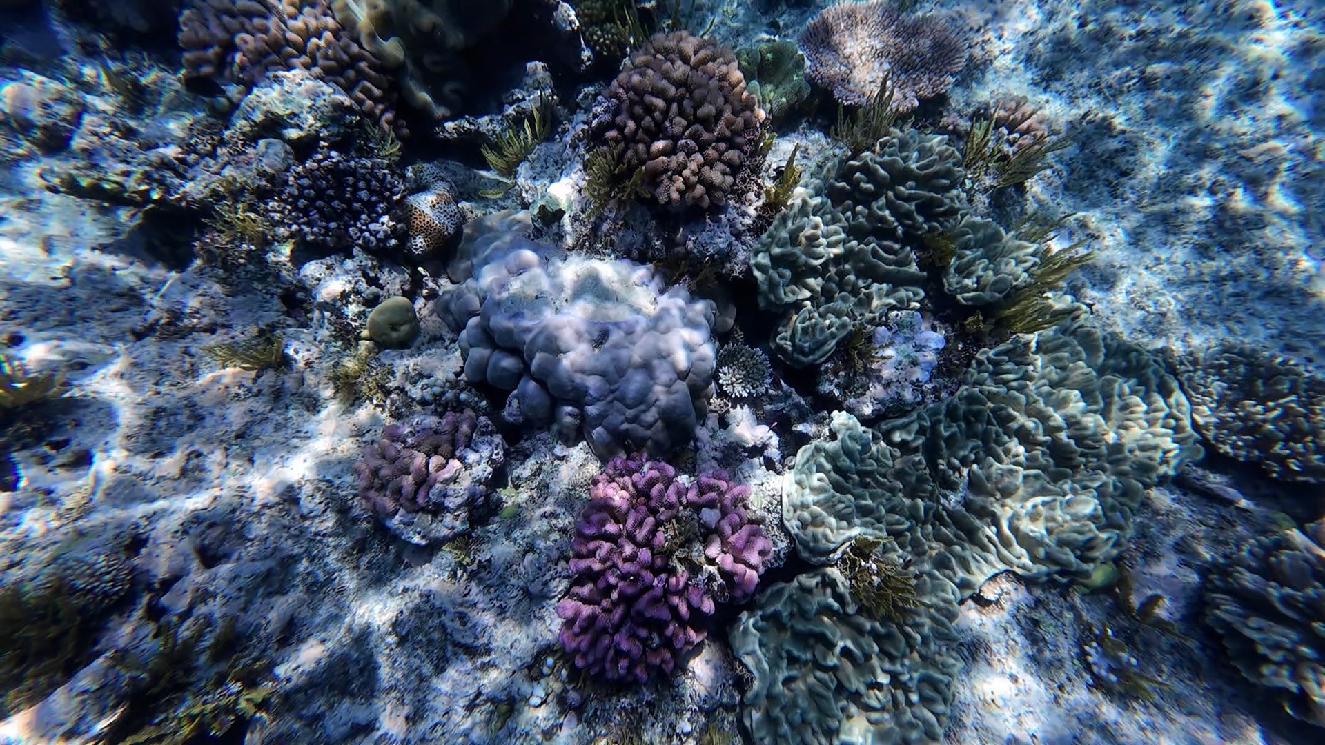Australia Great Barrier Reef