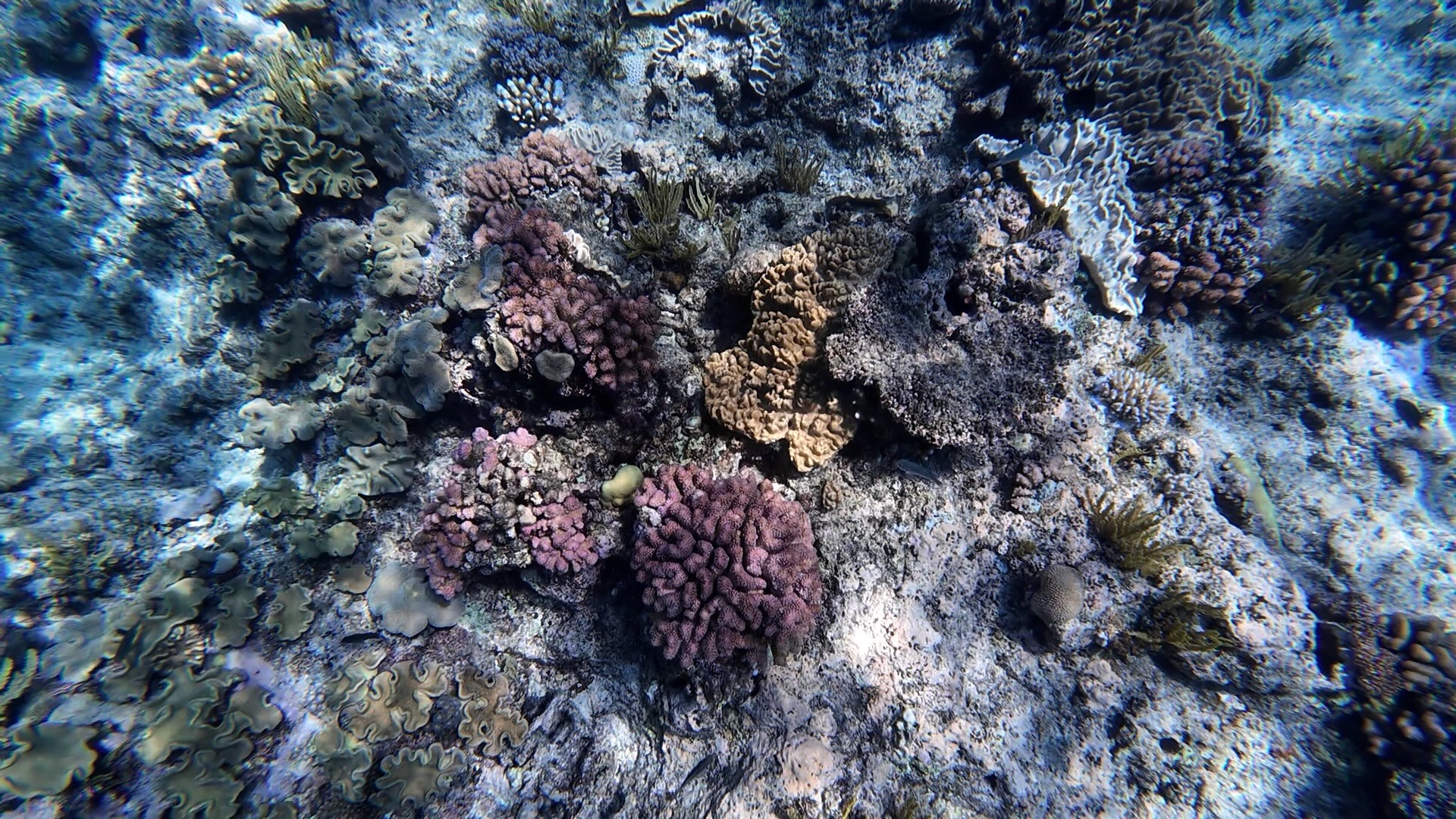 reef_color2