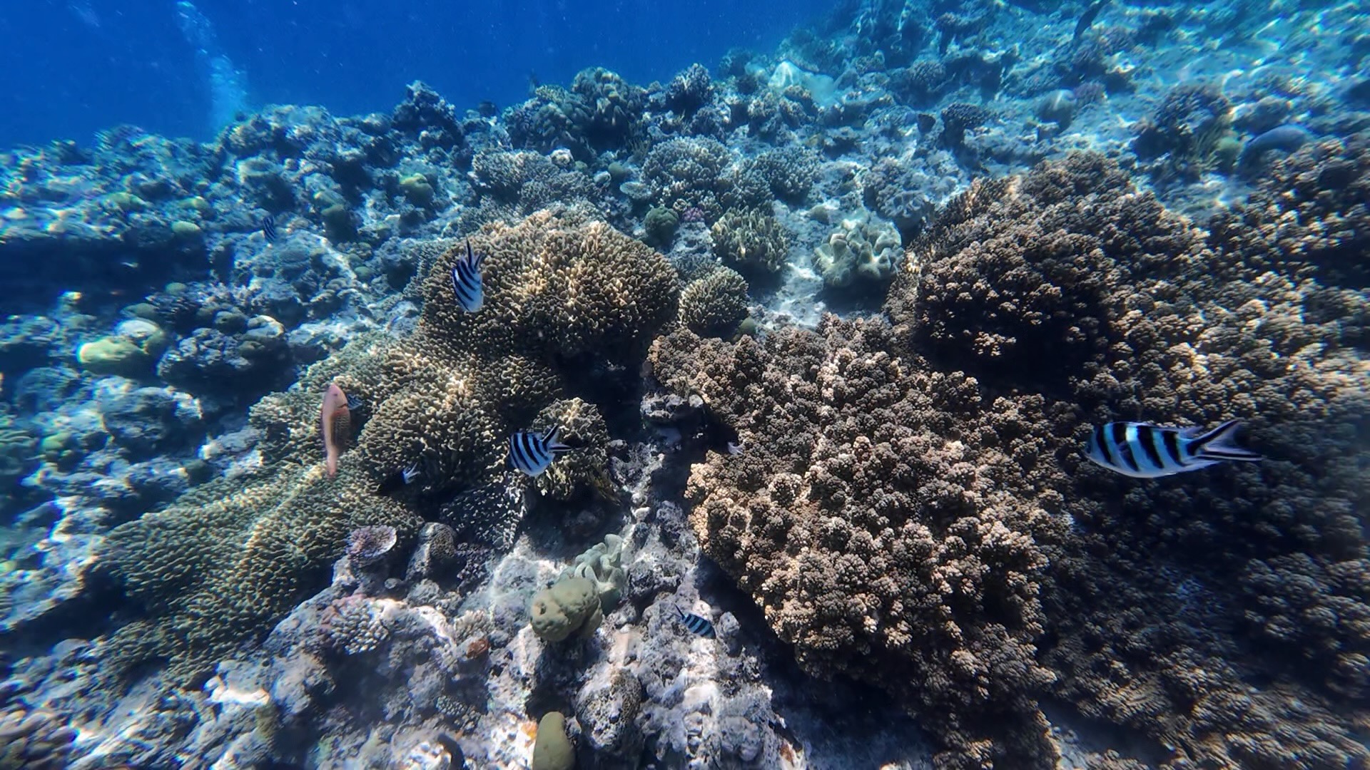 reef_fish