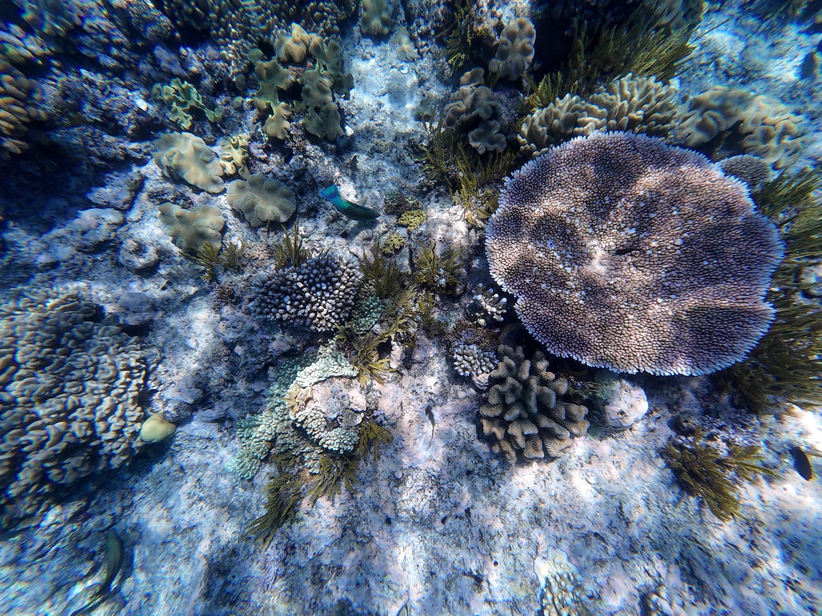 reef_platter