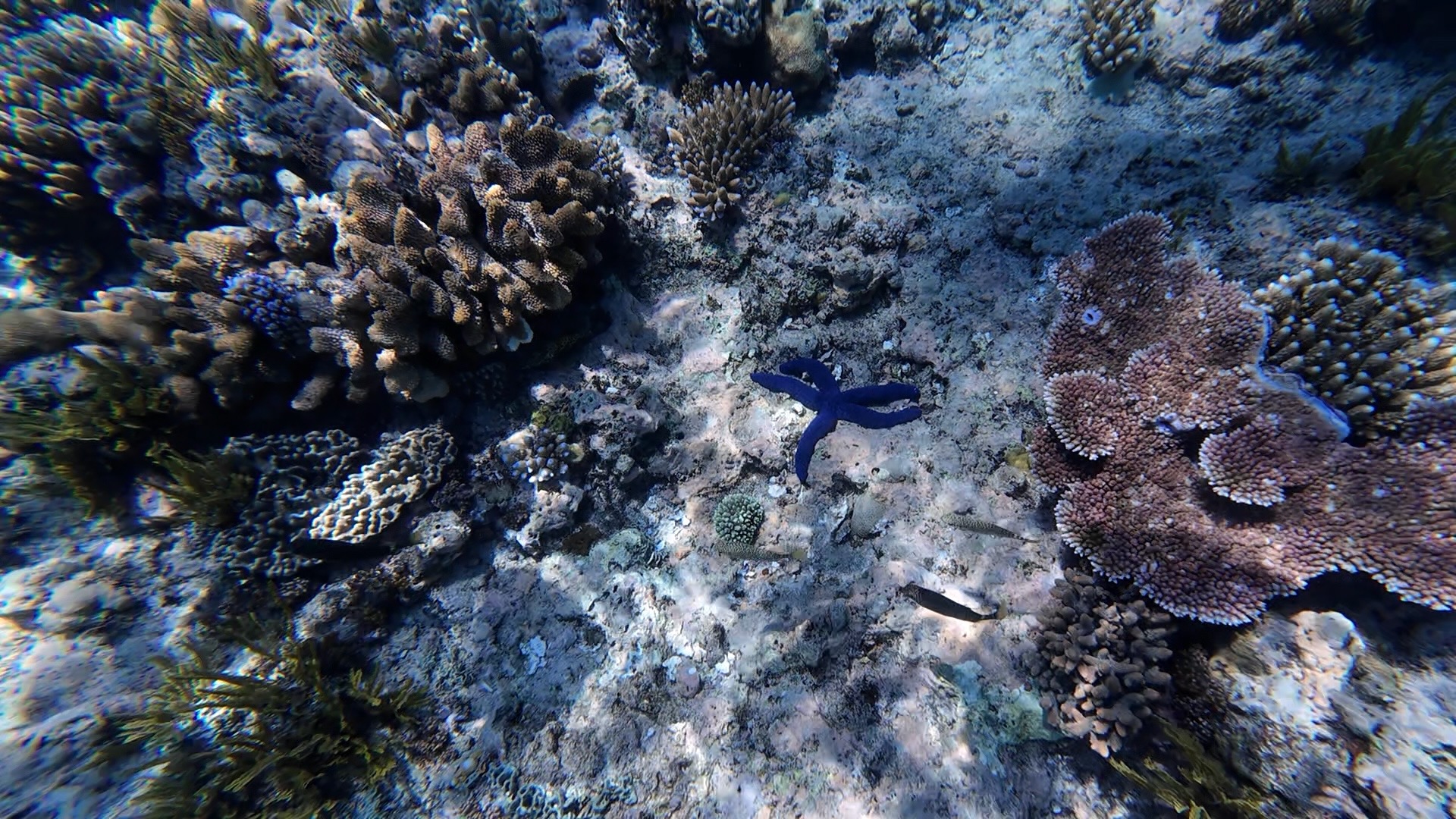 reef_starfish