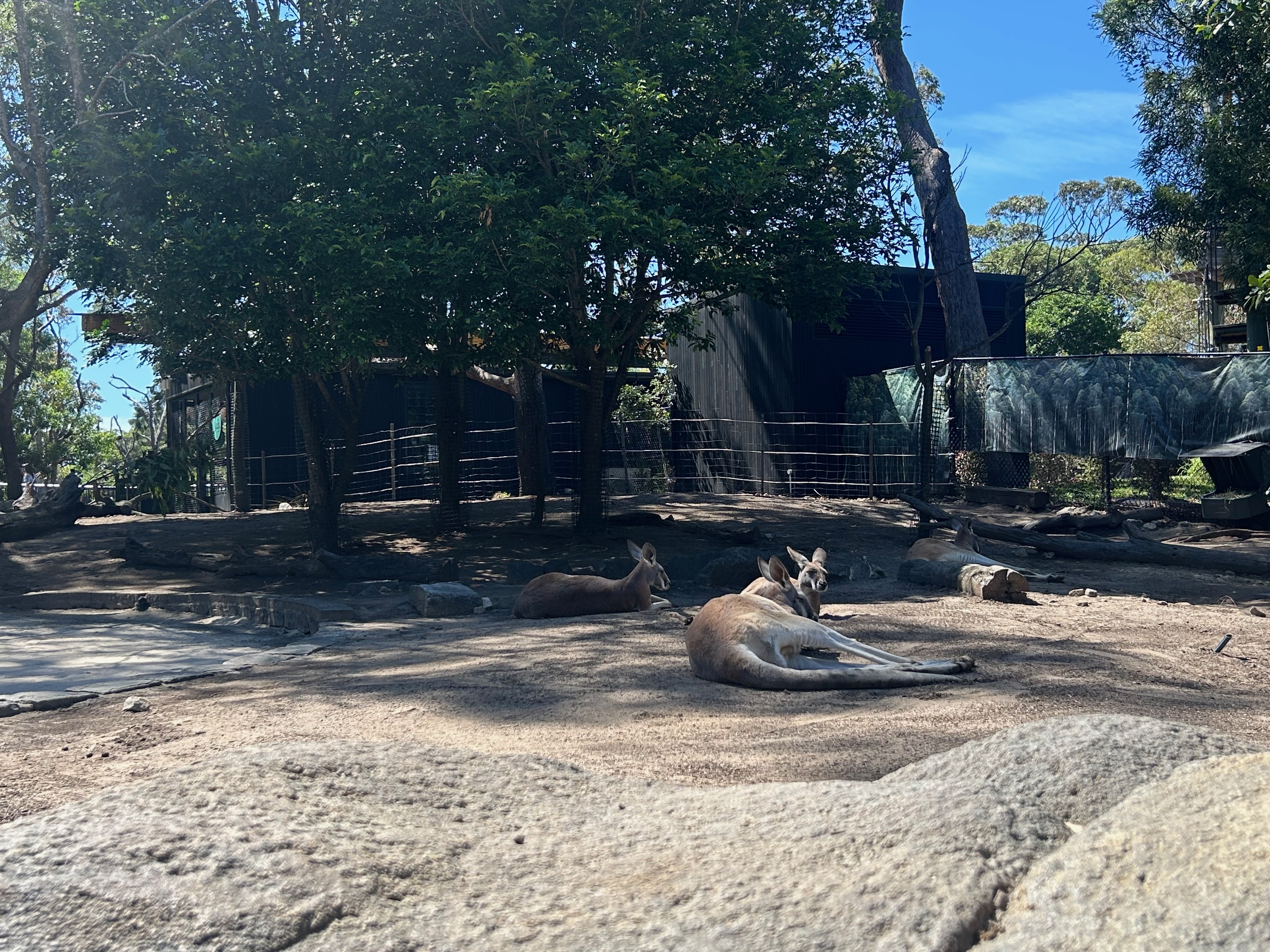roo