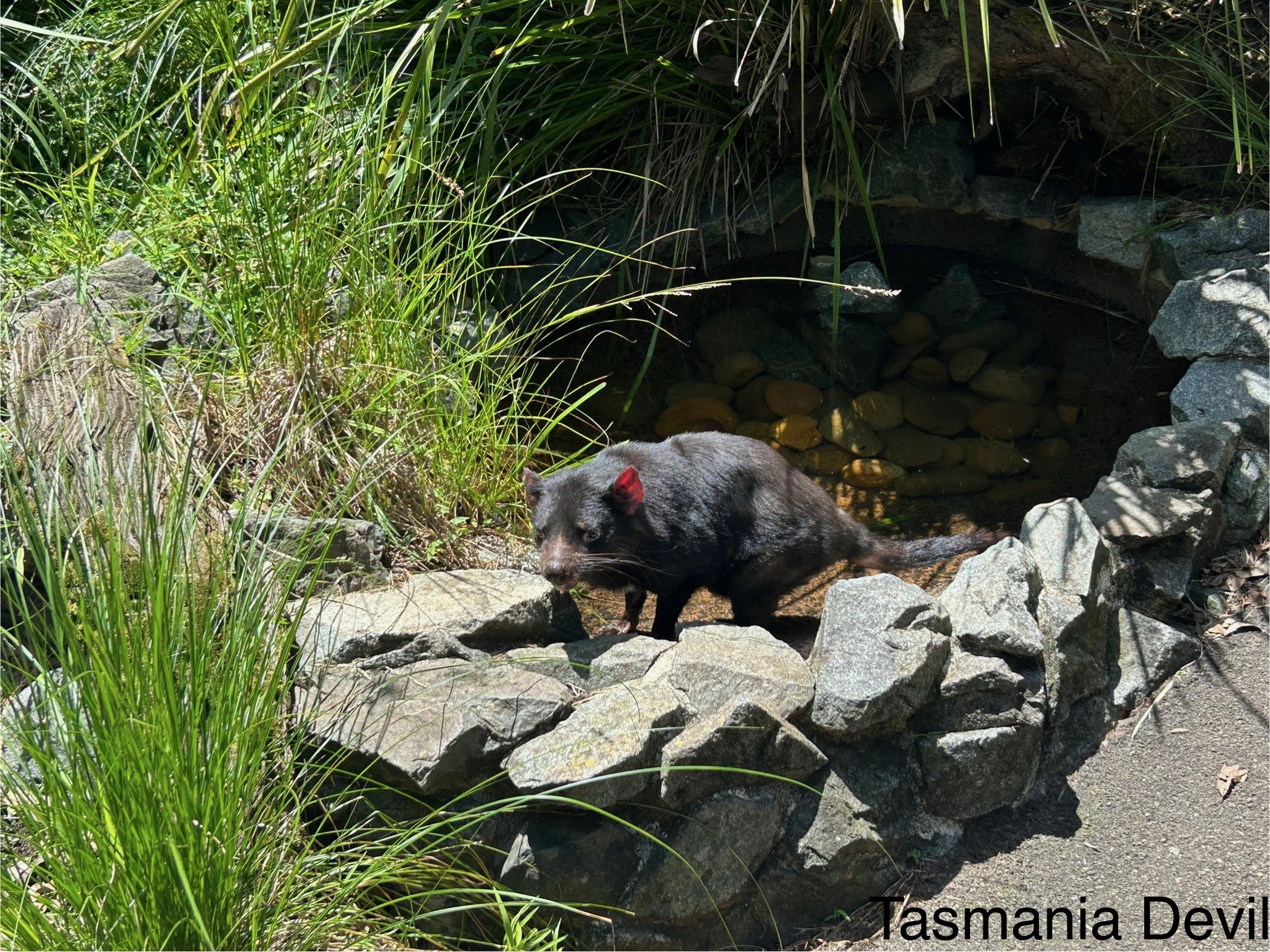 tasmania_devil