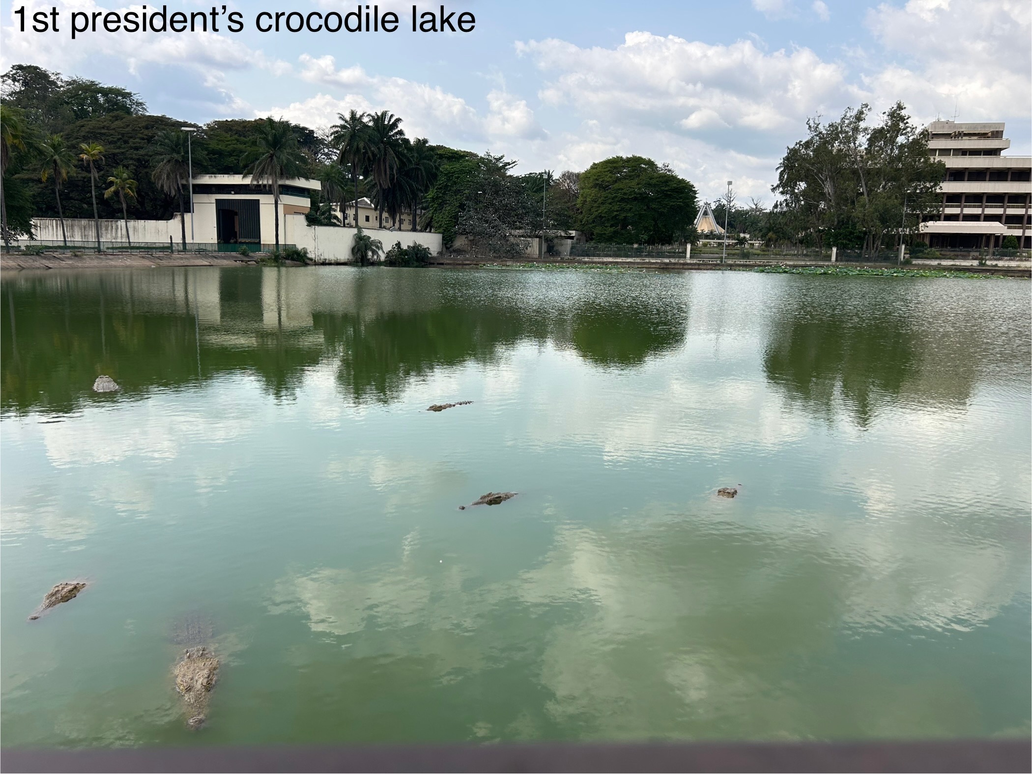crocodile