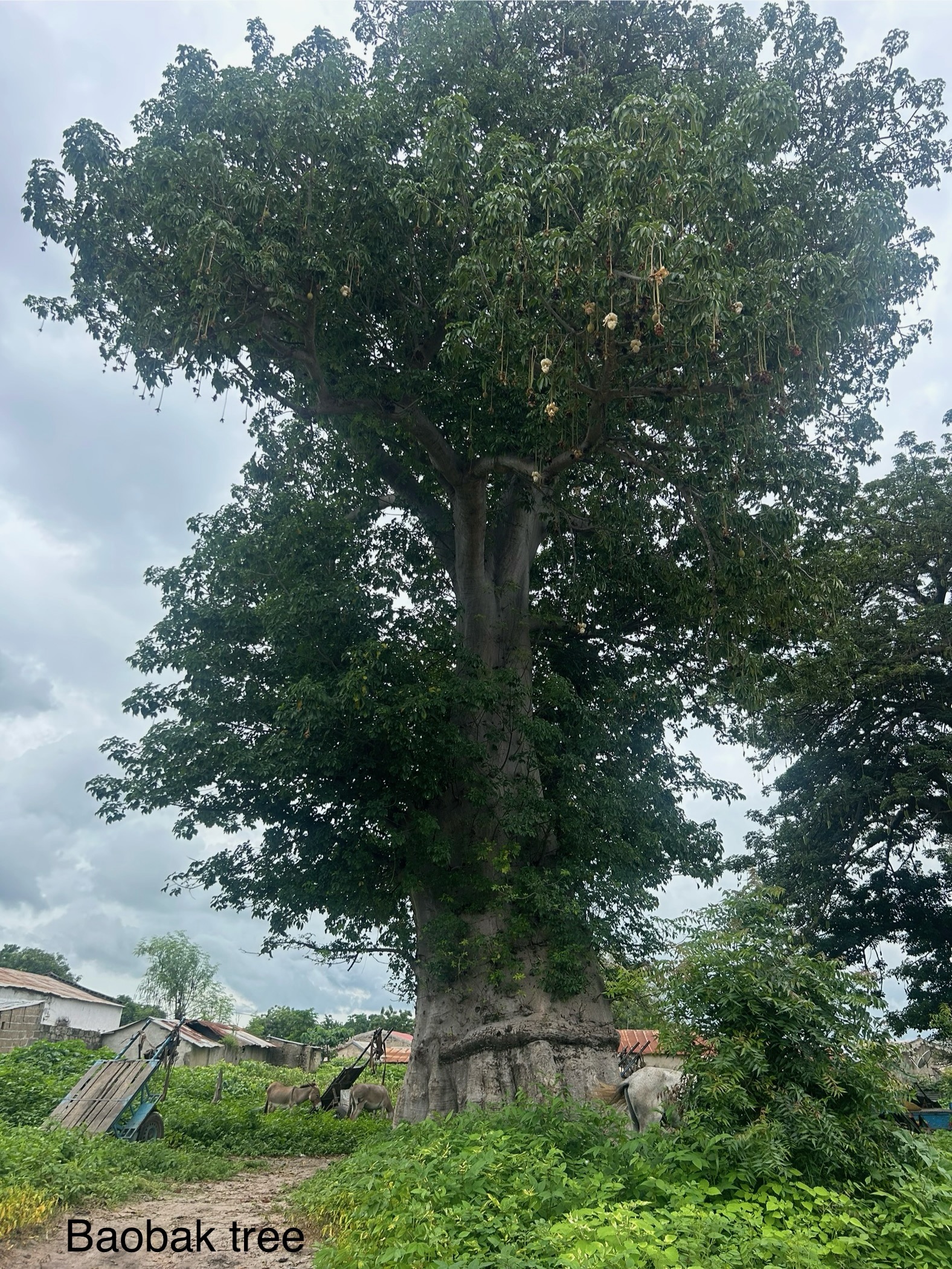 baobab