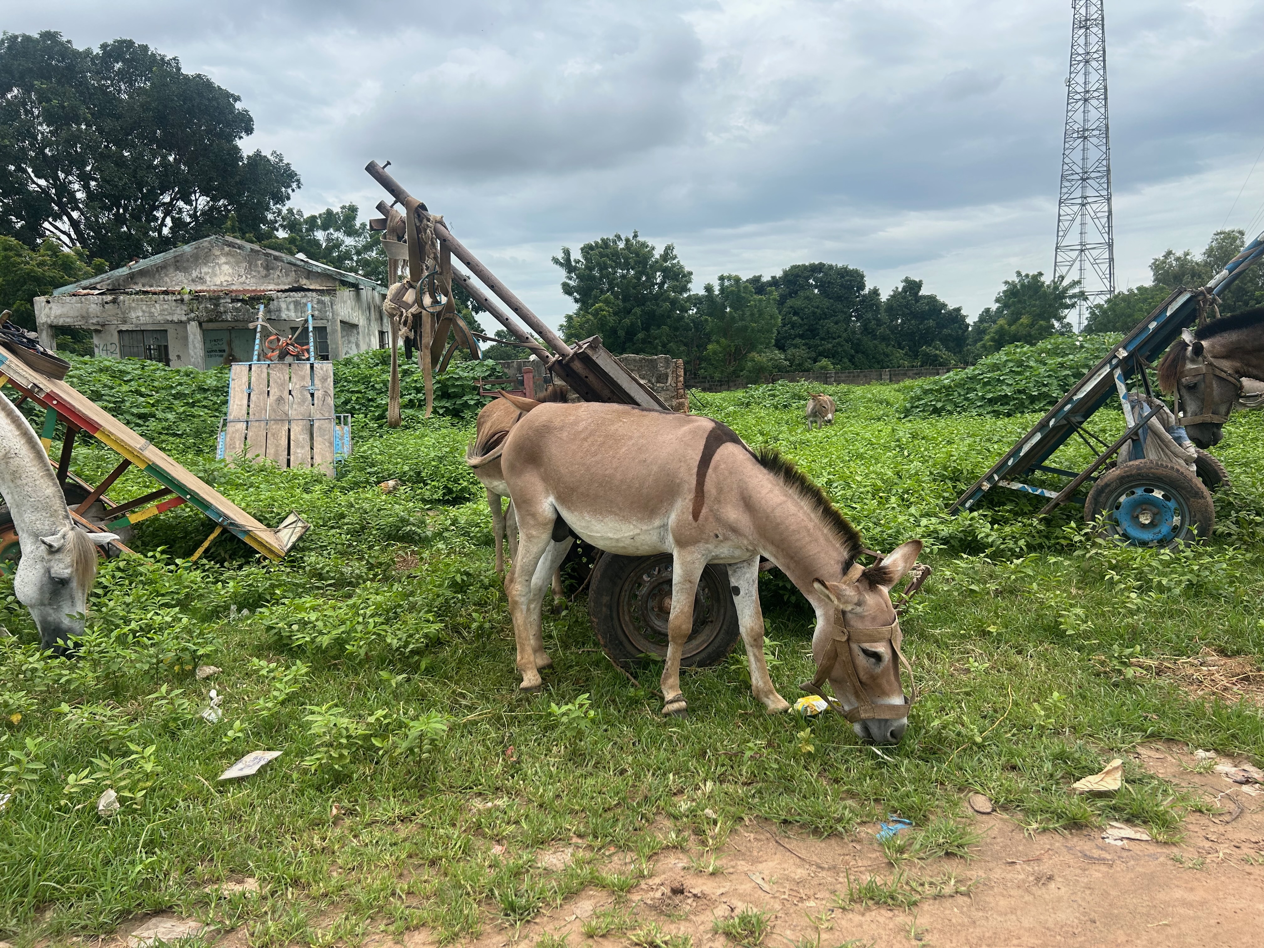 donkey