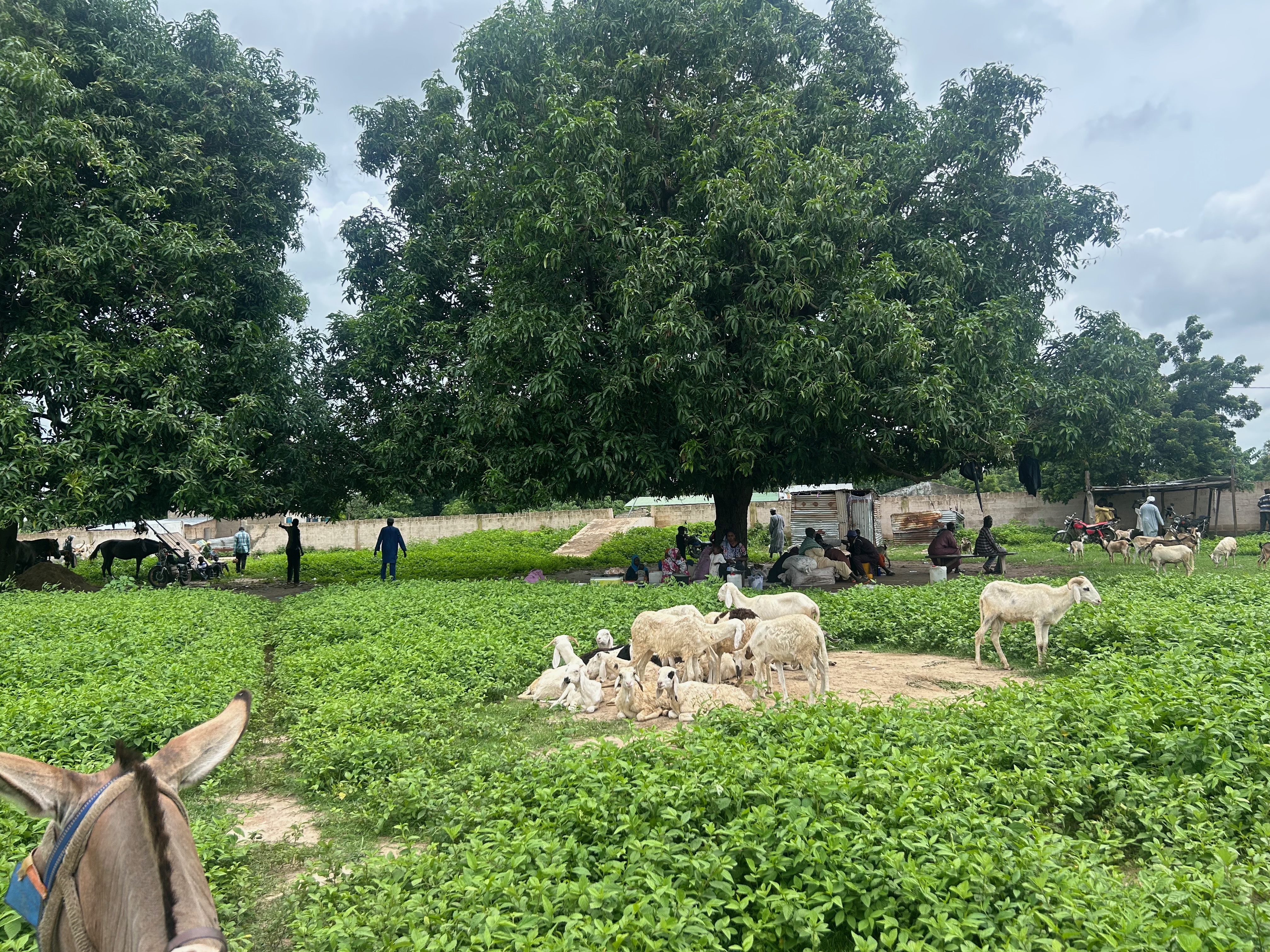 livestock_market