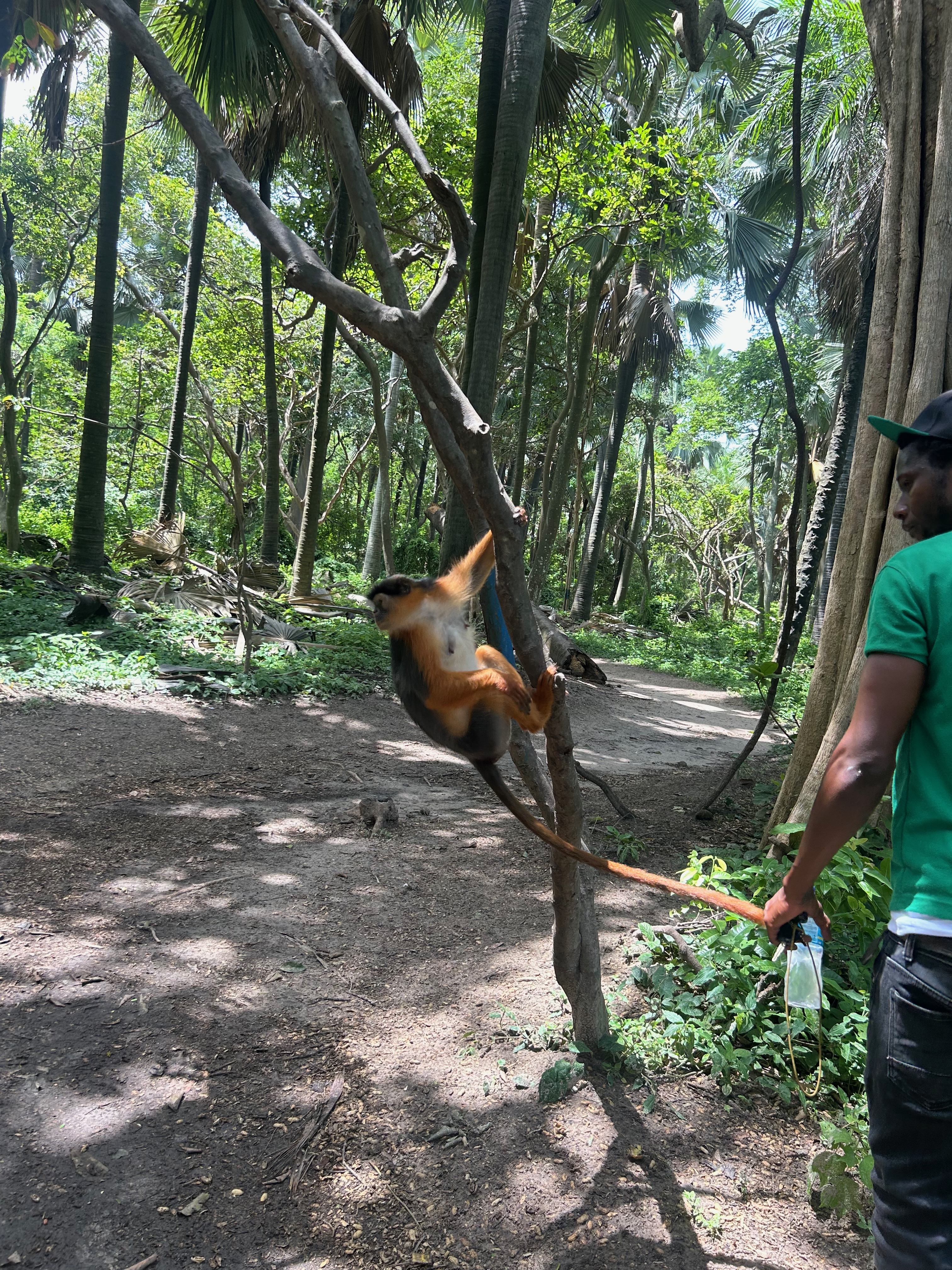 monkey
