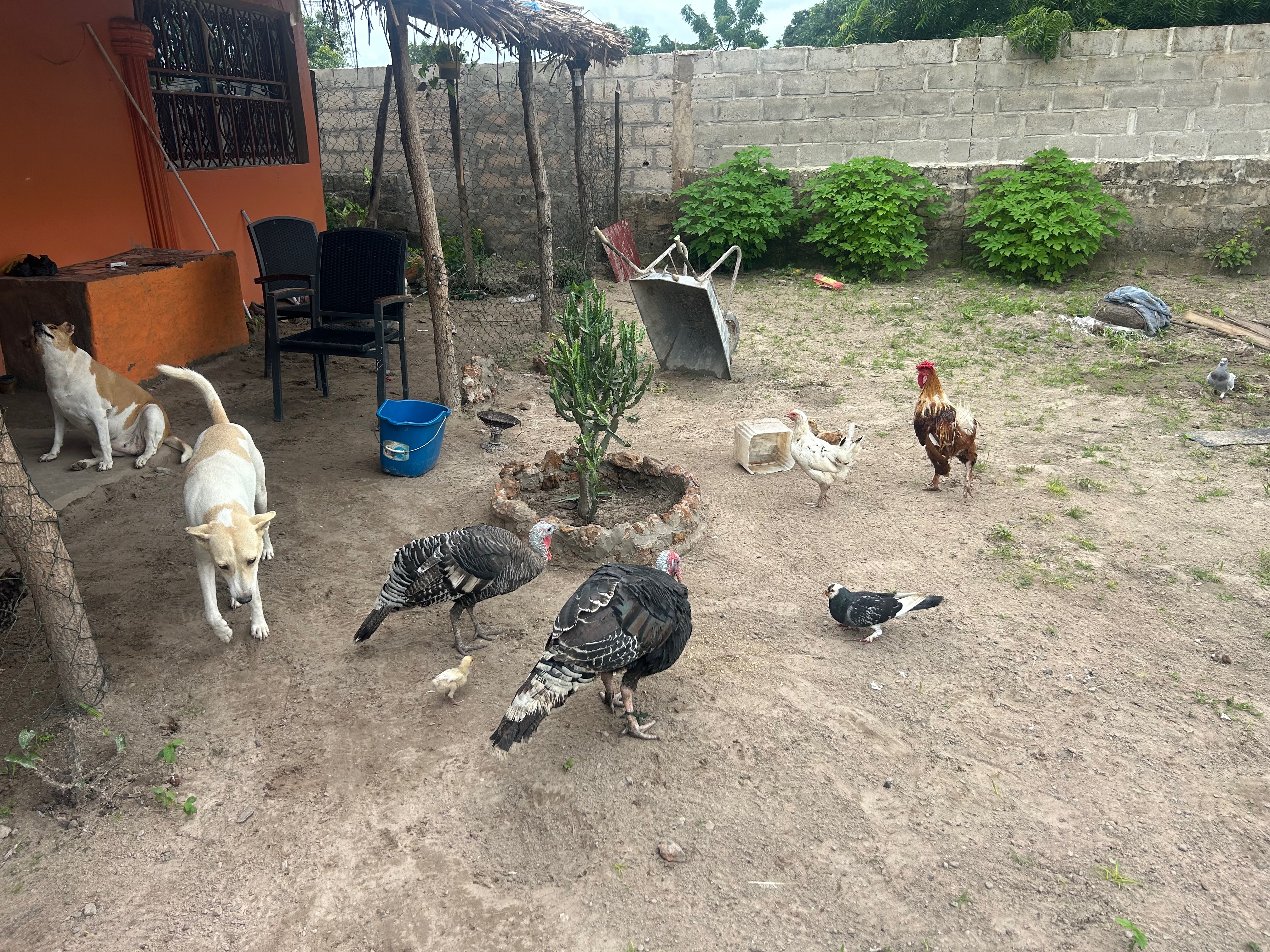village_host