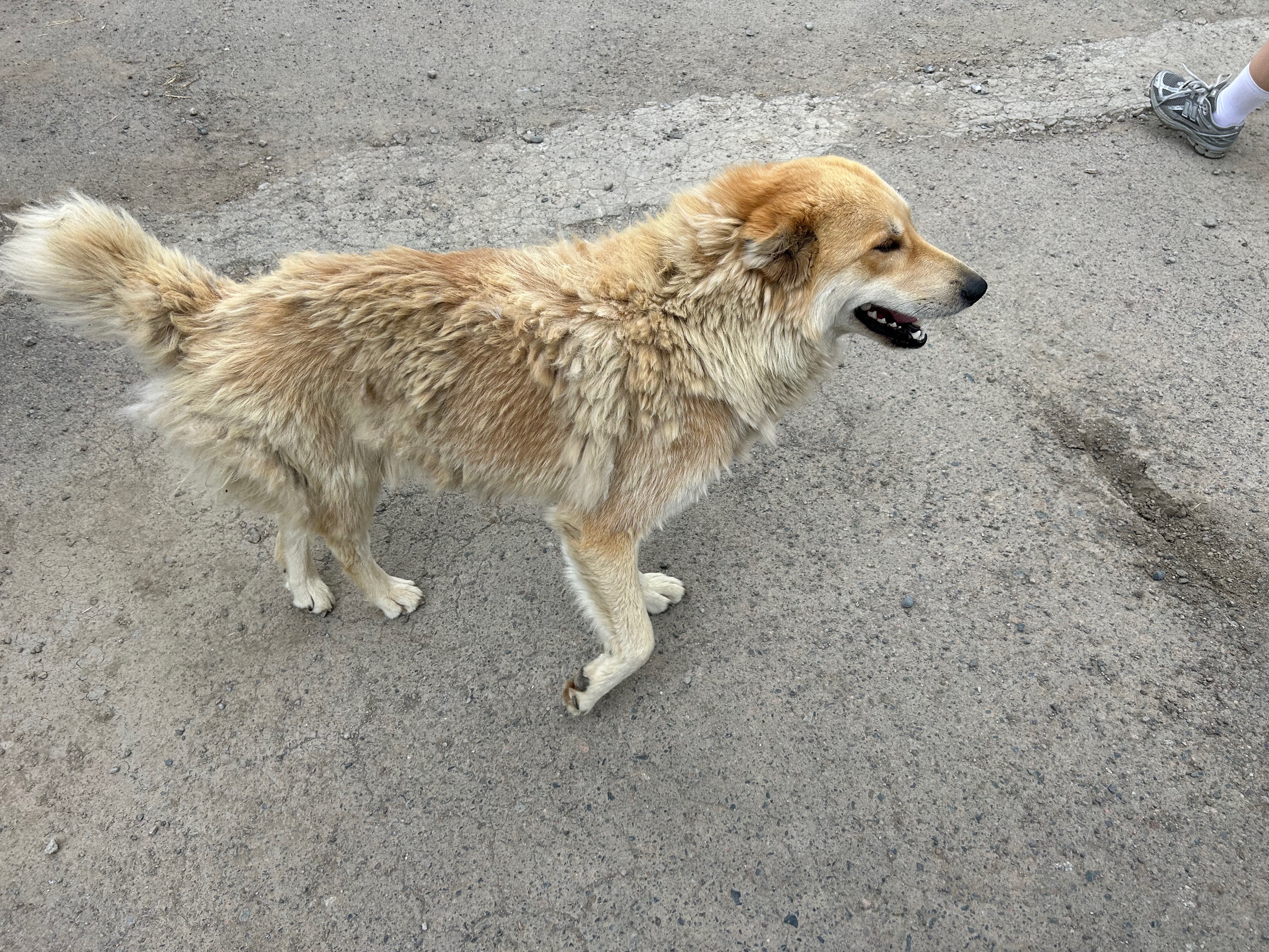 dog
