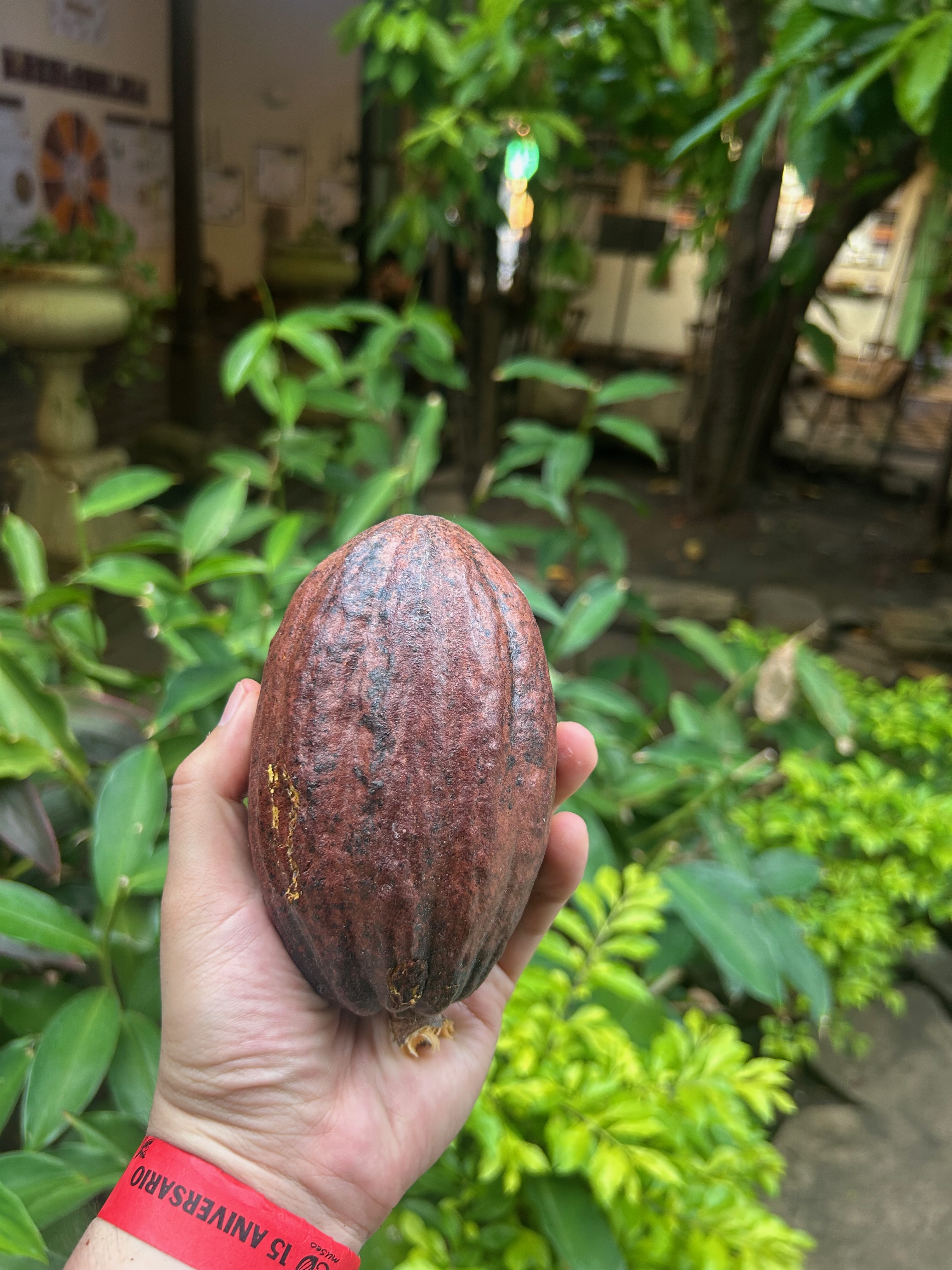 cocoa1
