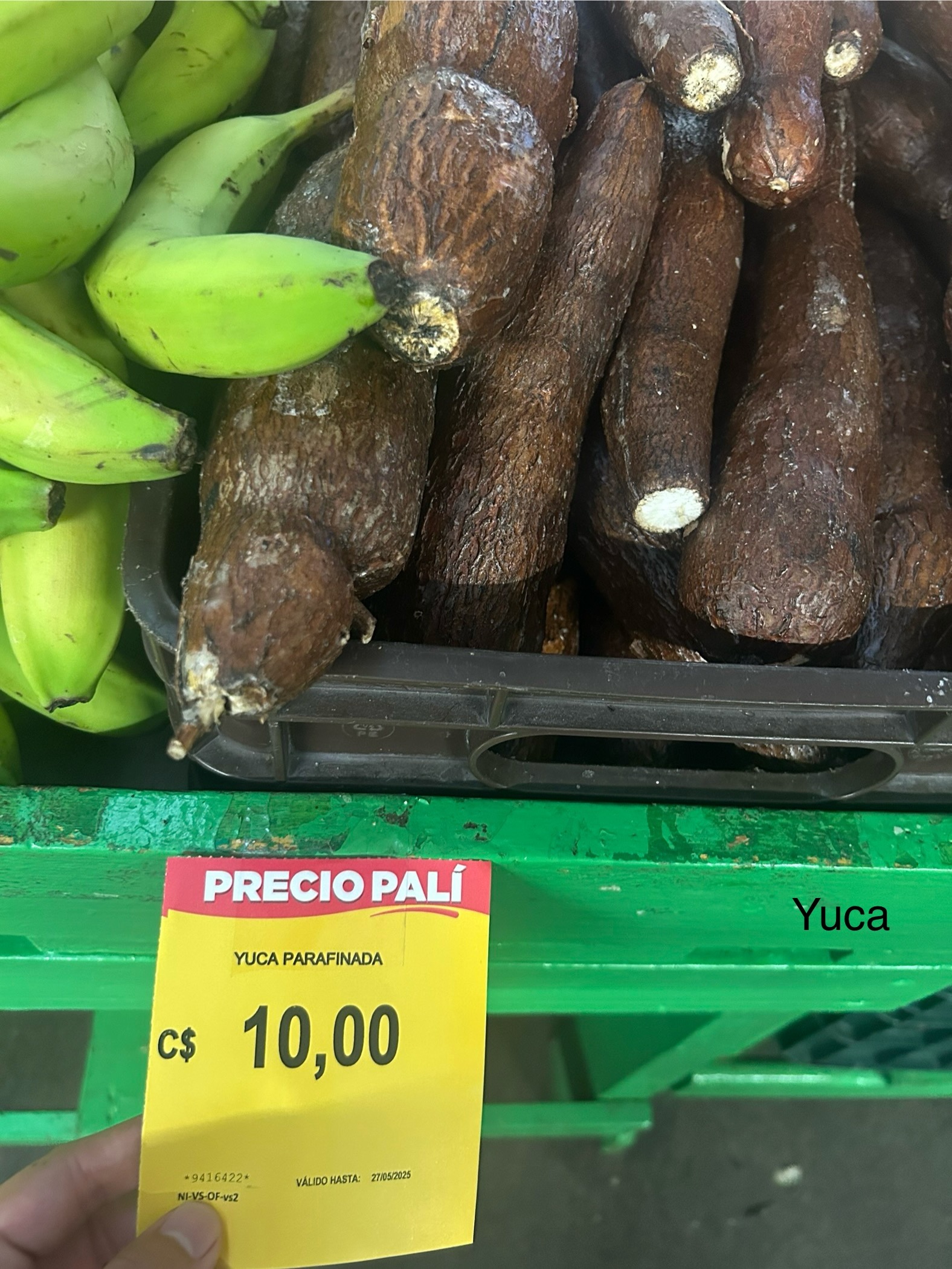 yuca_cassava