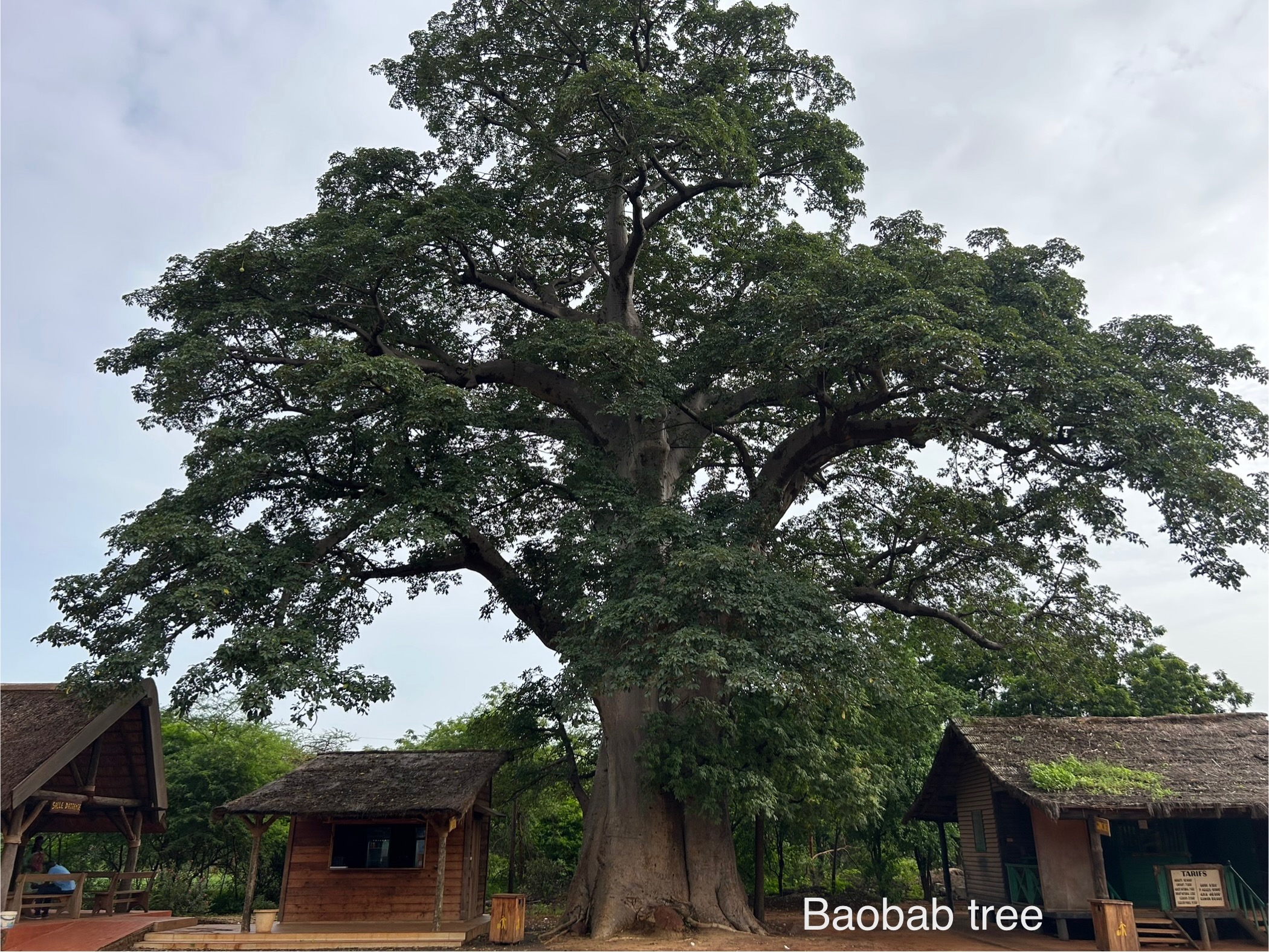 bandia_baobab
