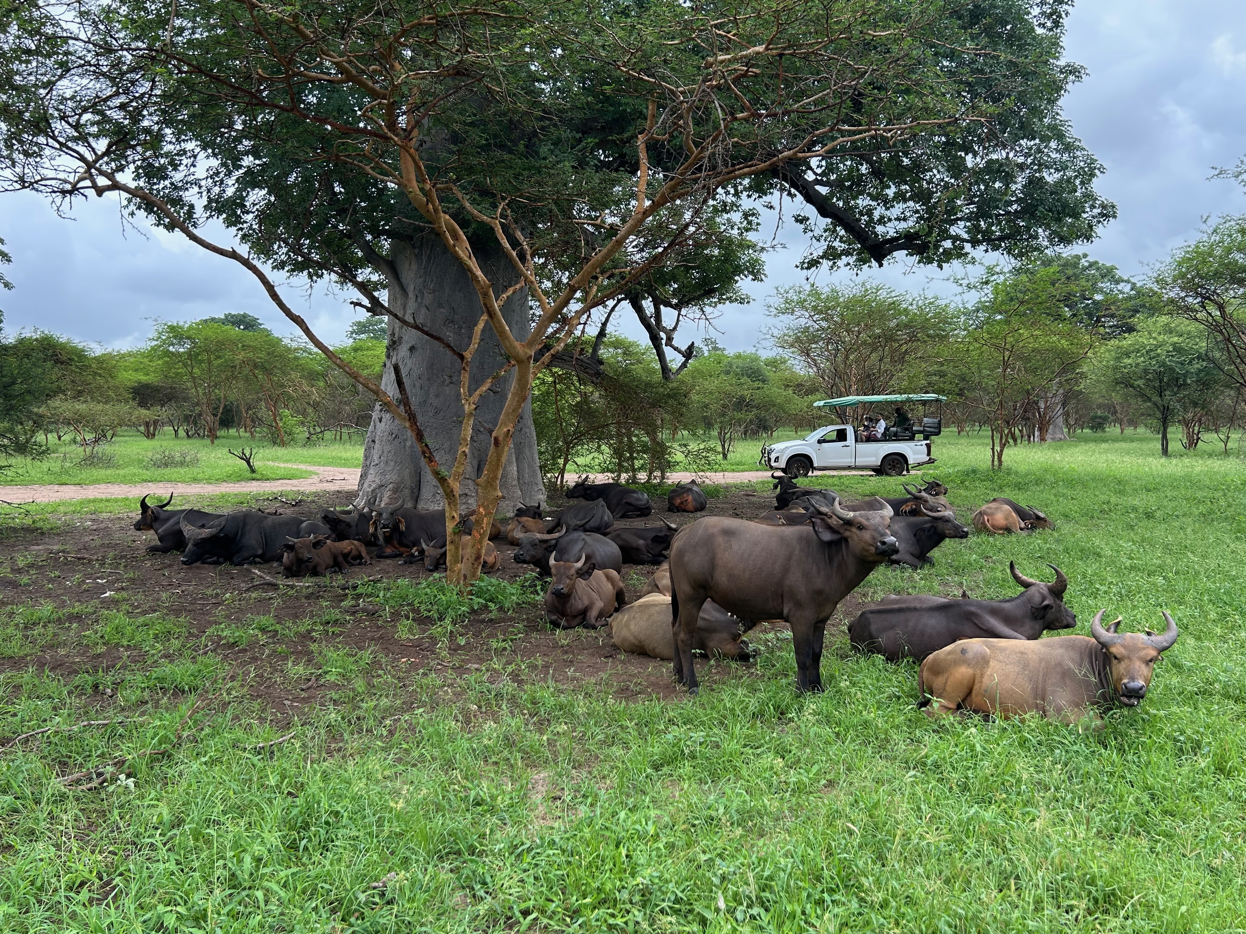 buffalo