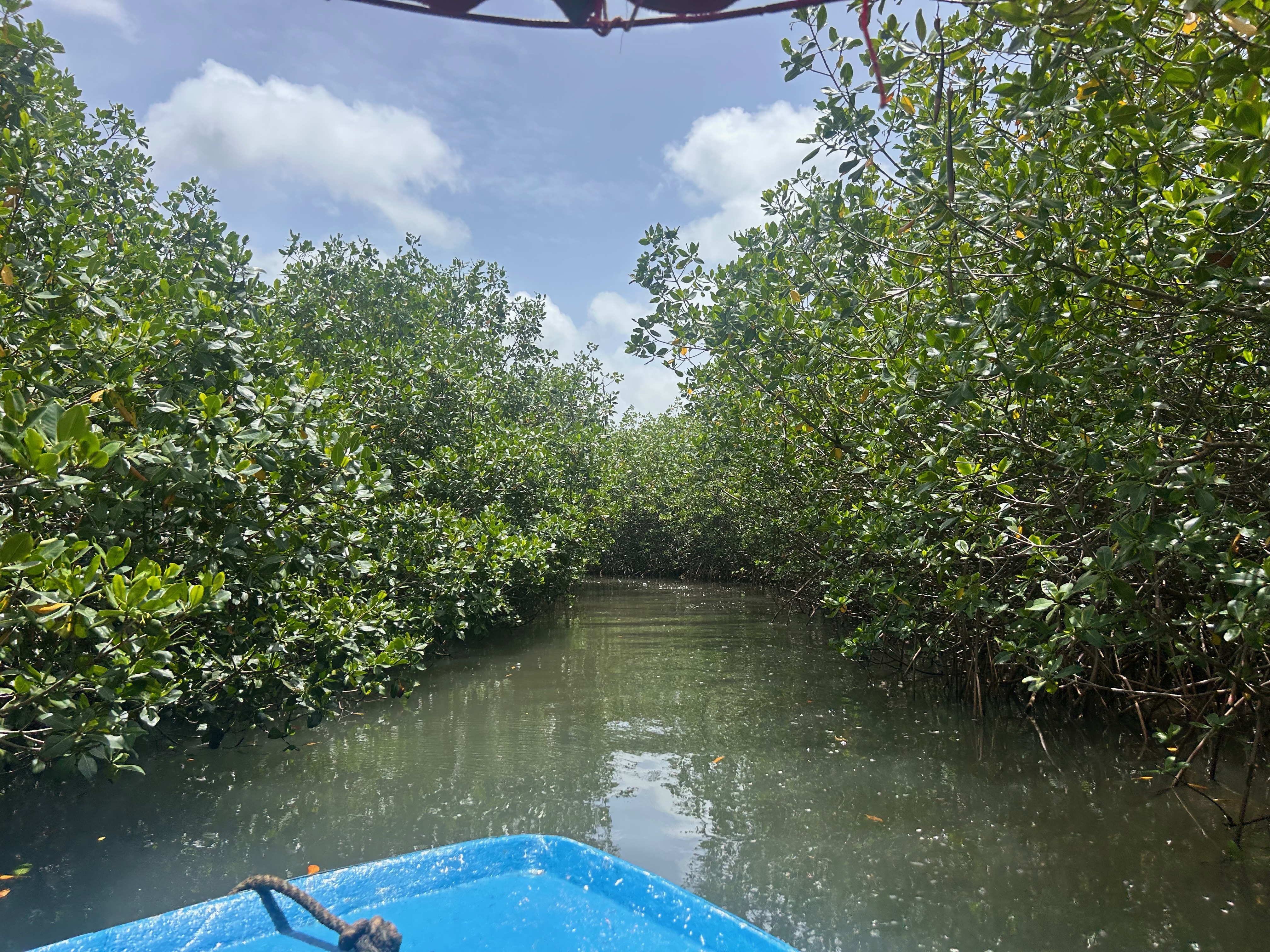 mangrove