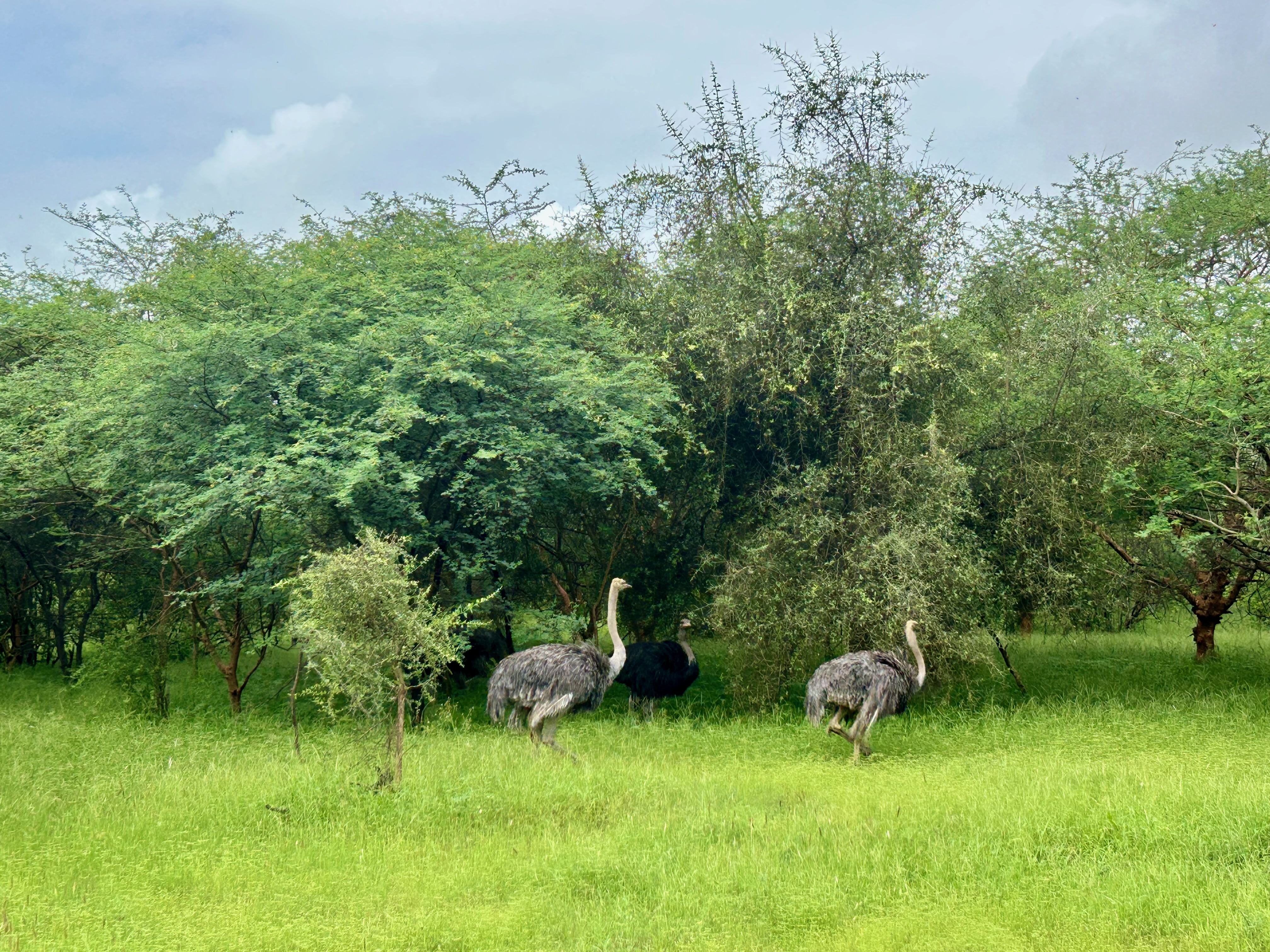 ostrich