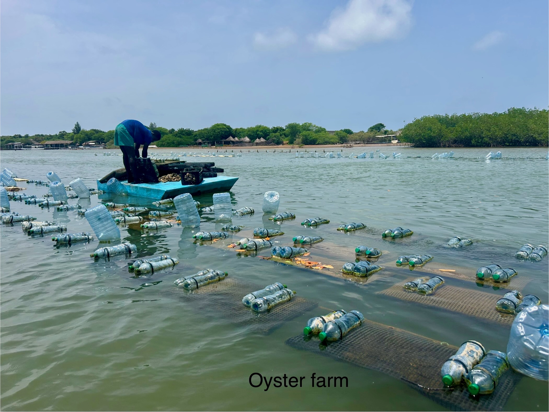 oyster_farm
