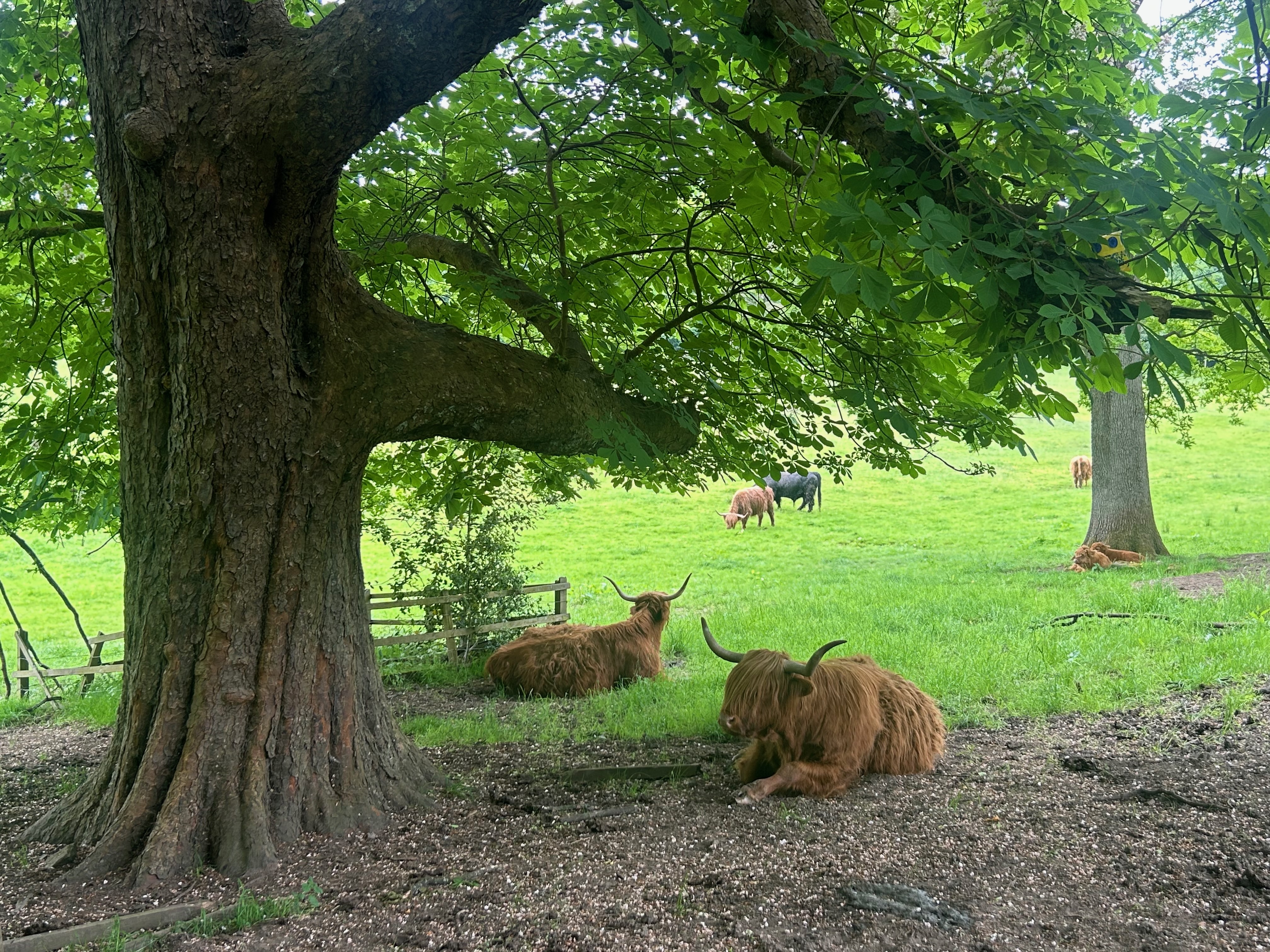 cow_1