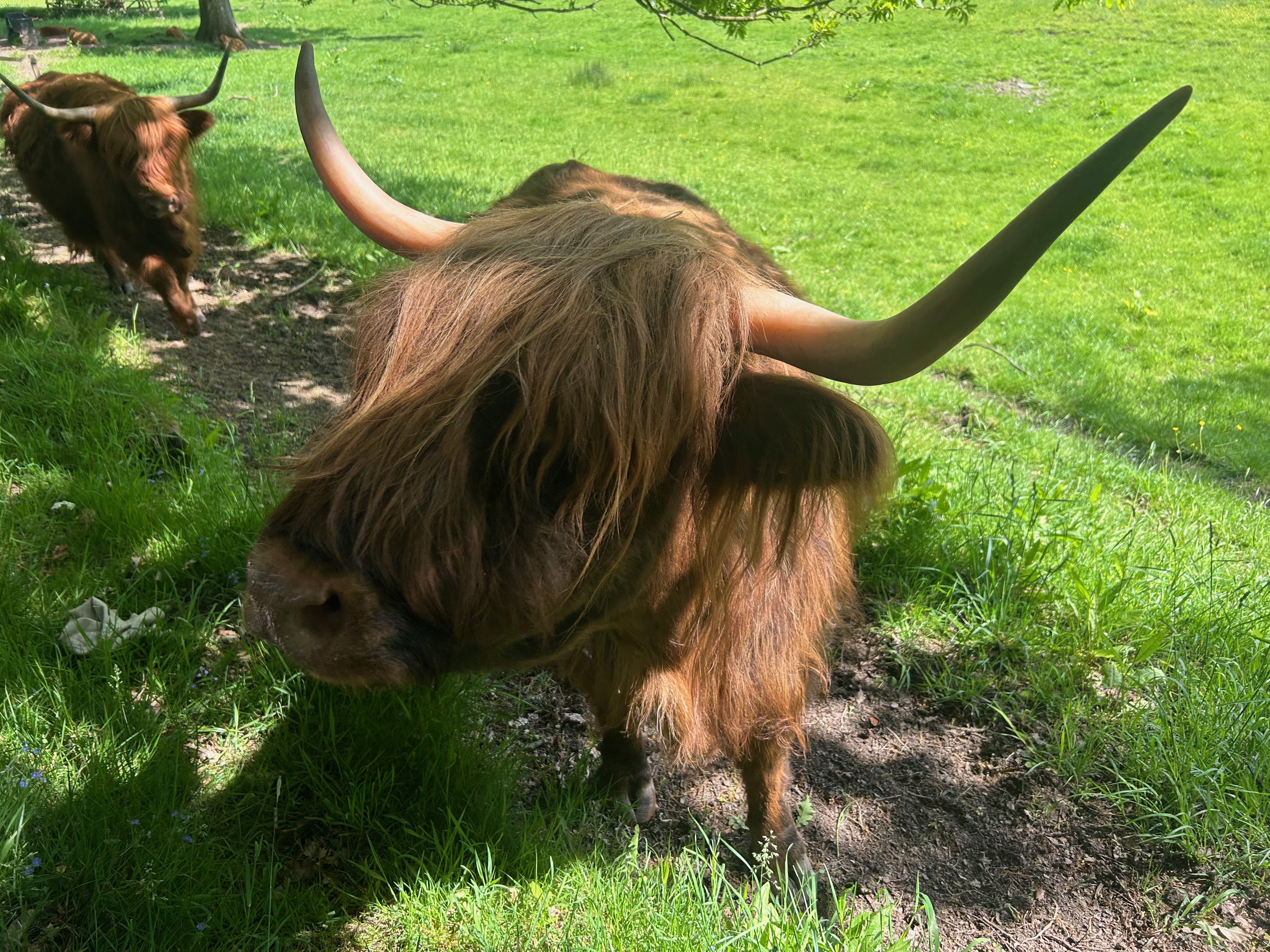 cow_3