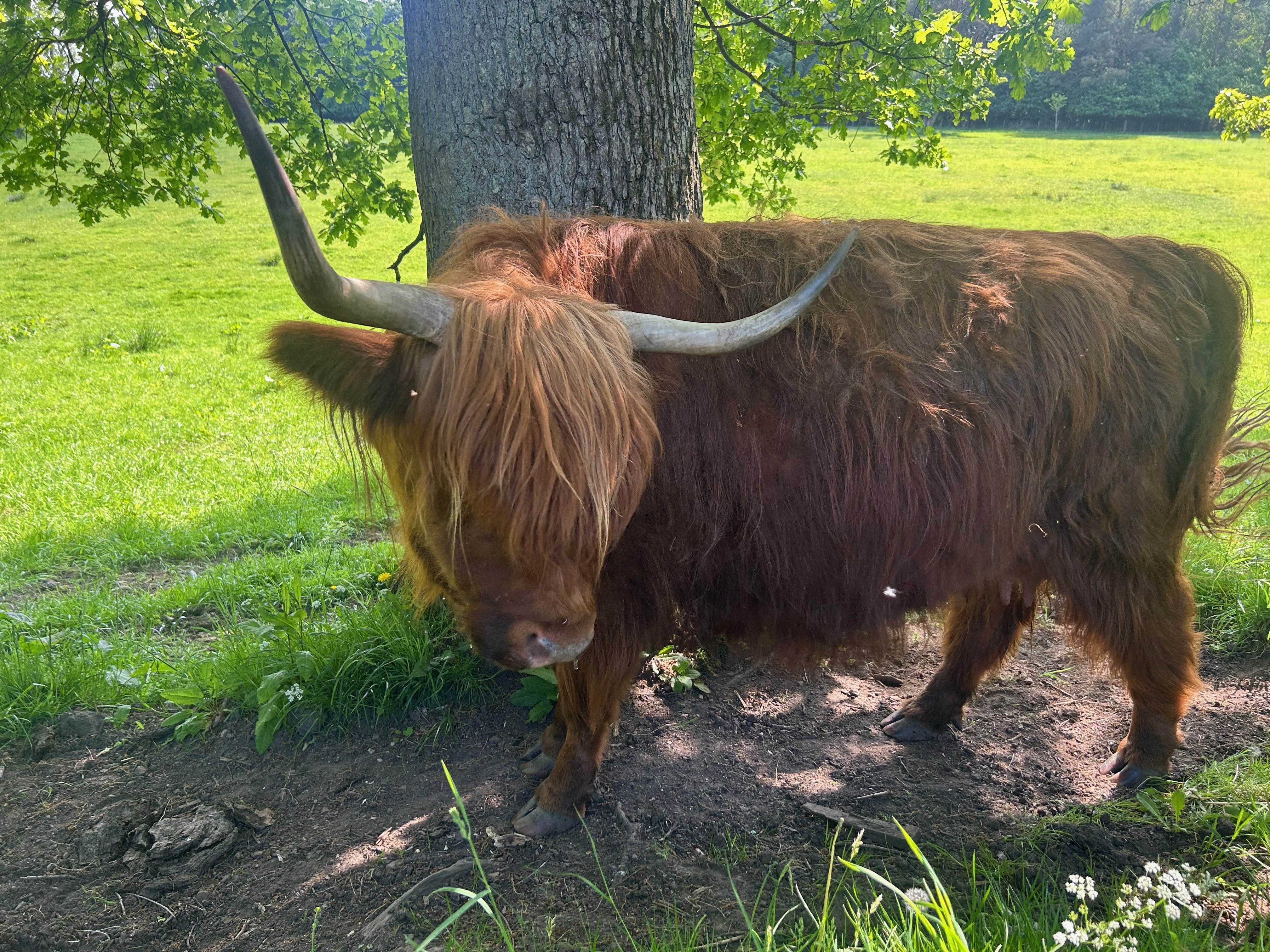 cow_4