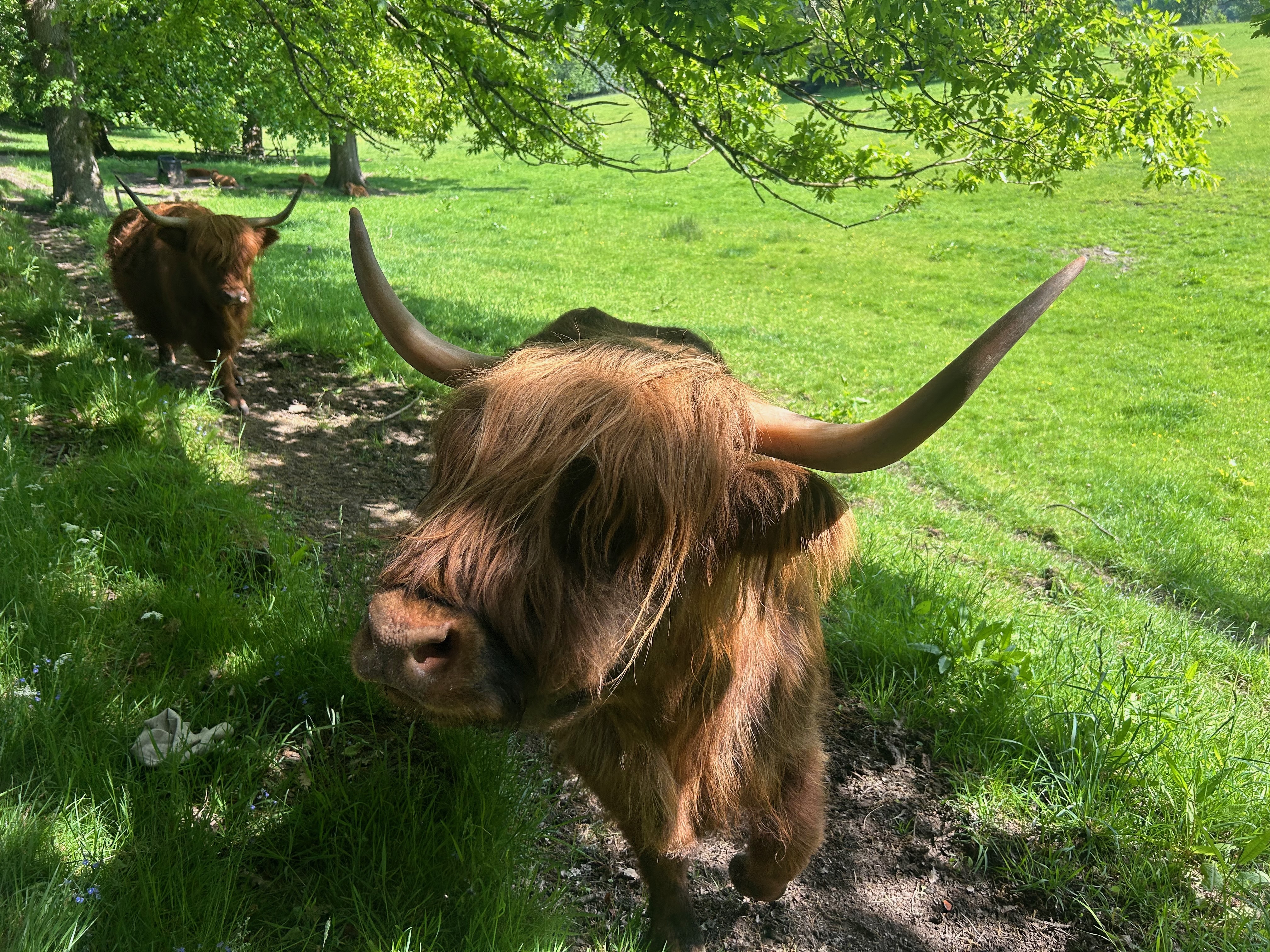 (Revisit) UK Scottish Highland Cows